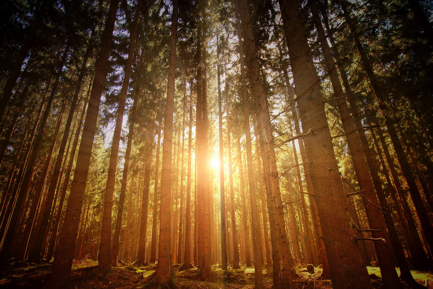 Vermont pine forest with sunlight shining through